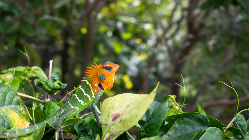 Figure: Green Forest Lizard photographed at Aliya Resort & Spa - Sigiriya